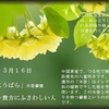 誕生花　５月１６日