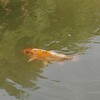 公園の池で錦鯉