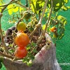 あれから2ヶ月〜枯らしの名人の庭で健気に育つ夏野菜〜