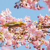 今日の景色 03/04　桜にメジロ