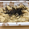 虚弱でズボラなダイエット