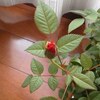 最近のくらしぶり(笑)