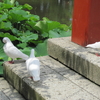 鶴岡八幡宮は自然がいっぱい！白いハトとタイワンリスに会えるかもしれません。