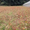 鹿の被害も大きい