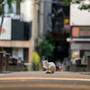 近隣繁華街のねこさん