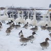 白鳥ふれあい広場