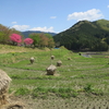 飛鳥(明日香村)・橿原の見所を巡る自転車旅、予算、所要時間は？【奈良】