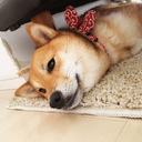 ナナとハチと、時々ダンナ