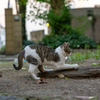 近隣繁華街のねこさん