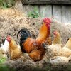 鶏胸肉の鶏皮、大事な食糧の一部です