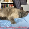猫の便秘の予防と対処法 五ニャン娘みゃあ、便秘？