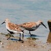 甲子園浜 | 鳥獣たちの浜食堂オープン！？4月1日から渡り鳥保護のための一部エリアが立入禁止に！