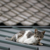 地元観光地のねこさん