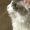 angularを開発して使っているAtomのプラグイン