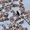河津桜見ながら春の散歩