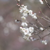 神代植物公園の梅まつり