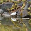 お濠の水鳥