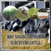 Why Sugarcane Silage is Best for Cattle?