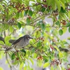 野鳥撮影