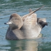 鳥撮散歩　鳥撮納めは初見初撮！オカヨシガモ＠平塚漁港