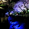 #音無親水公園#夜桜#ライトアップ