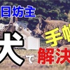 ズボラ克服！３日坊主手帳を犬で解決しよう！