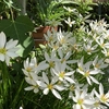 庭先の花　夏水仙