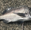 年無しが釣れたかと思いきや・・・