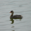 狩りの名手たち（水辺の鳥）