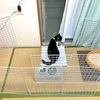 シン・まるこバリアのその後