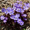 「佐久の季節便り」、「花曇り」、草木の世話日和に…。