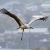 懸命治療もコウノトリ死ぬ　自活の厳しさ示す