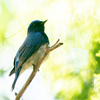 🦜野鳥の回【167】三重県民の森～猪名部神社を捜索する