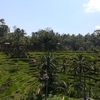 バリ旅行②ライステラス・ウブド・ウルワツ寺院で１日観光