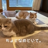 雨田甘夏、撃沈です。【猫と足元と水濡れ事情】