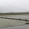 今日の田植えは中止です