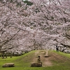 桜の木の下