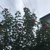 芙蓉