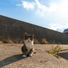 地元漁港のねこさん