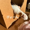 愛猫るるちゃんのおもしろ可愛い寝相♪