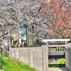 日本一の桜回廊と言われる「見沼桜回廊」、「見沼代用水西」沿いを桜ウォーク！！
