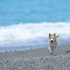白波ときらめく海を背に