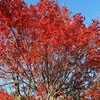 紅葉の宮ヶ瀬湖から栂立尾根で丹沢山登山！タロベエ峰・栂立ノ頭・鐘沢ノ頭(前編)