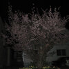 Cherry Blossoms at Night