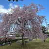 道とかいろいろ桜見てきました(*'ω'*)お散歩日和でございました