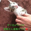 セジロとシトタにゃんこの里親さん募集中～！