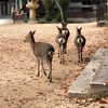 広島県 宮島 厳島神社周辺　豊国神社 千畳閣で休憩、昼食は「大たに」で穴子丼 、夕食は「みやじま食堂」で有頭エビフライ