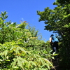 梅雨明けの三辻遊山　夏木立