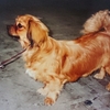 TIBETAN SPANIEL