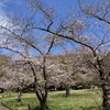 荒山公園に桜が咲き始めました。